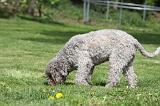 LAGOTTO CAVAGE 047